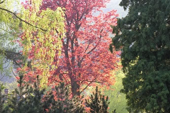 Veranstaltungen - Foto "blühender Baum"