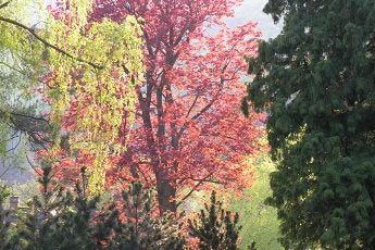 Veranstaltungen - Foto "blühender Baum"