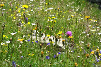Veranstaltungen - Foto "Blumenwiese"