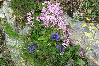 Veranstaltungen - Foto "natürliches Blumenarrangement"